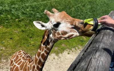 Binder Park Zoo Opens its Doors for the 47th Season