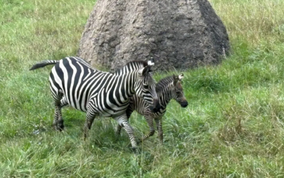 See Binder Park Zoo’s Adorable New Zebra Foal and Its Proud Mom