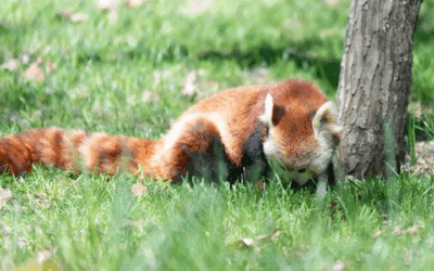 Binder Park Zoo Celebrates 50th year