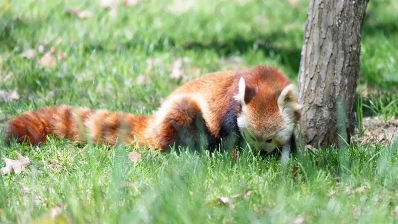 Binder Park Zoo Celebrates 50th year